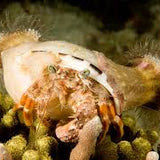 Live 5/28/26 Anemone Hermit Crab