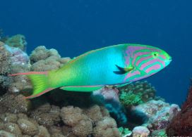 Banana Wrasse