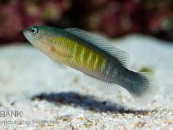 Blue Lined Dottyback