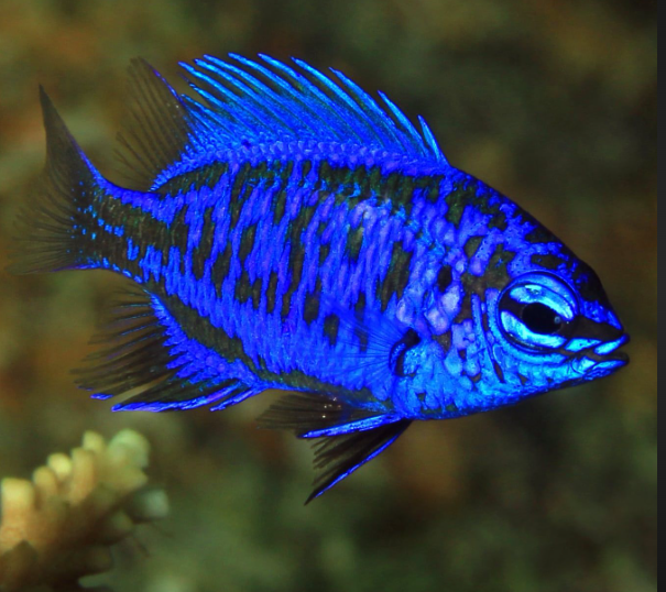 Springeri Damsel