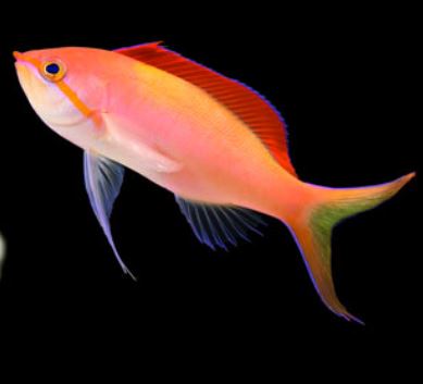 Dispar Anthias