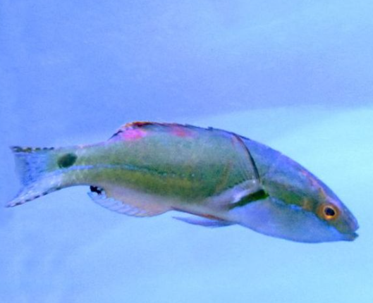 MAC Certified Exquisite Wrasse
