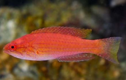 Royal Flasher Wrasse