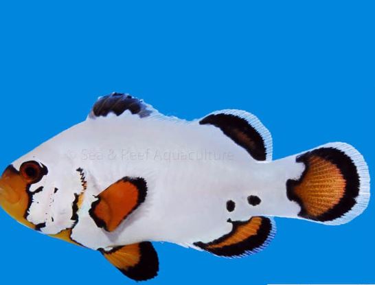Flurry Clownfish