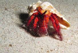 Red Hairy Hermit Crab