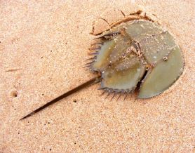 Horseshoe Crab