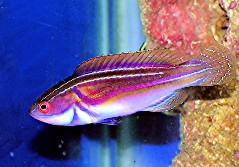 Laboute's Wrasse