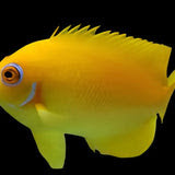 Lemonpeel Angel