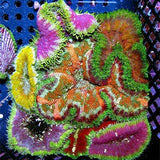 Live 5/28/29 Ultra Carpet Mini Maxi Anemone