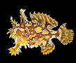 Live 7/9/26 Oscellated Frogfish Angler