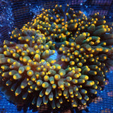 Orange Bubble Tip Anemone