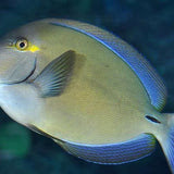 Palani Tang