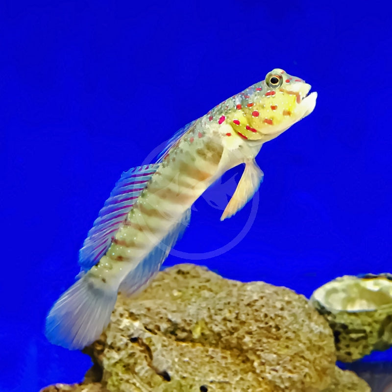 Live 5/28/26 Pink-speckled shrimp Goby