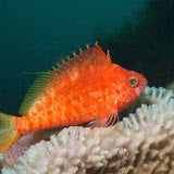 Live 7/30/26 Swallowtail Hawkfish