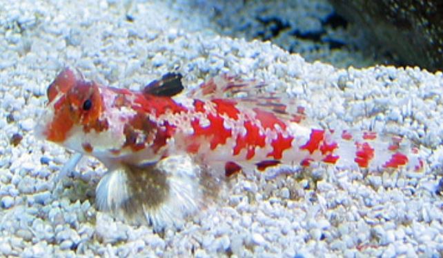 Live 6/4/26 Starry Red Scooter Dragonet