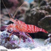 Live 6/18/26 Kuekenthals Shrimp