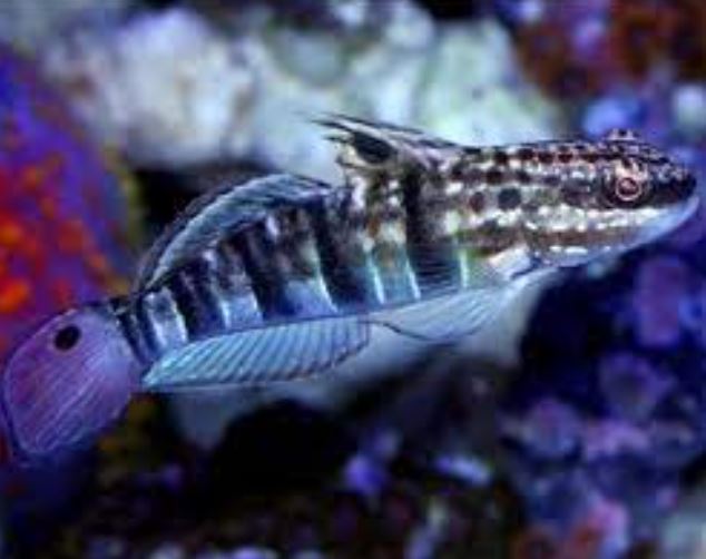 Live 5/28/26 Sleeper Banded Goby