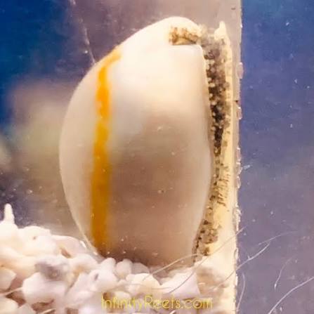 Live 9/4/26 Money Cowrie Snail