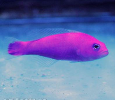 Strawberry Dottyback