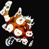 Live 7/30/26 Spotted Sweetlips