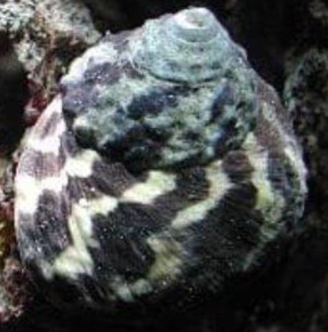 Live 6/11/26 Zebra Stripe Turbo Snail