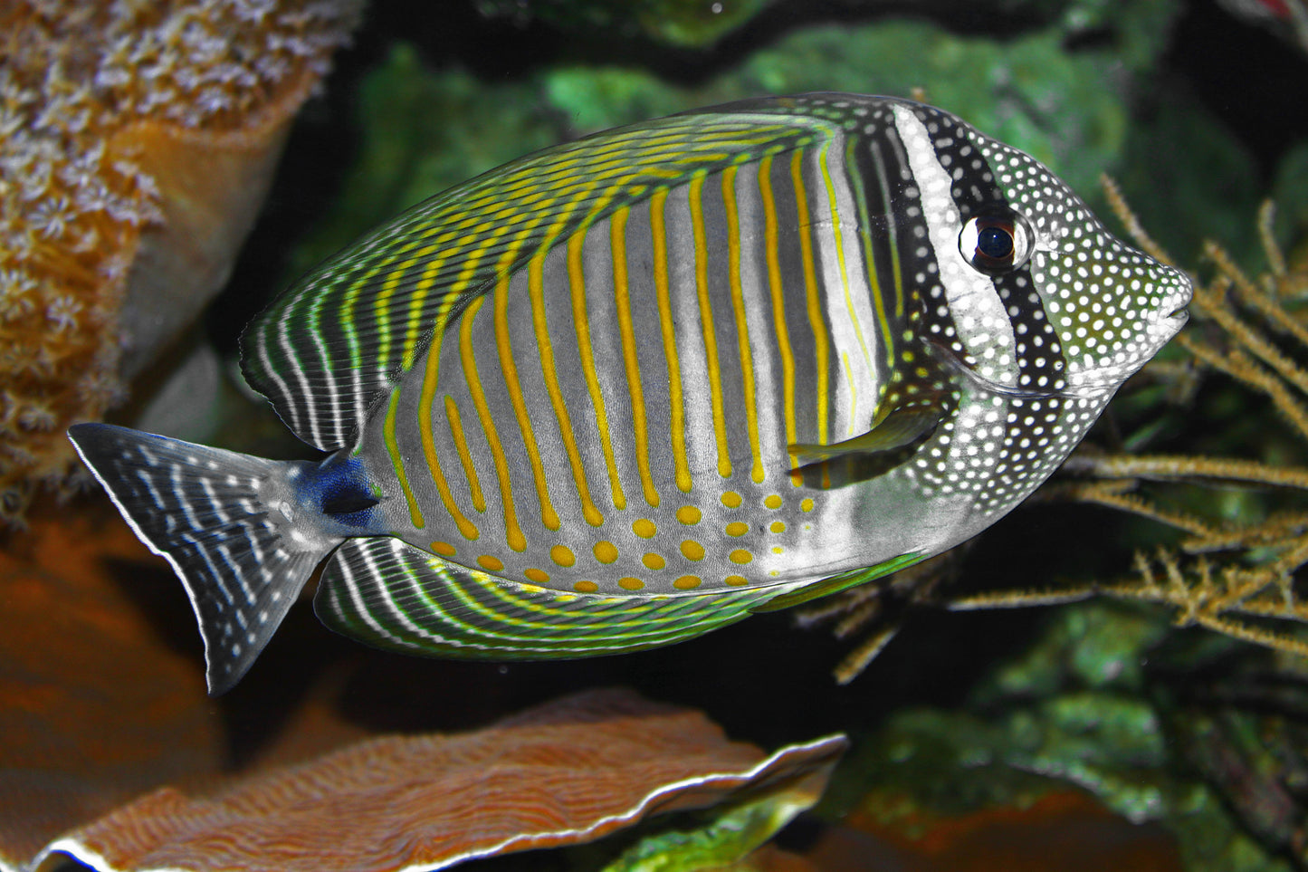 Desjardinii Sailfin Tang :: Eastern Asia