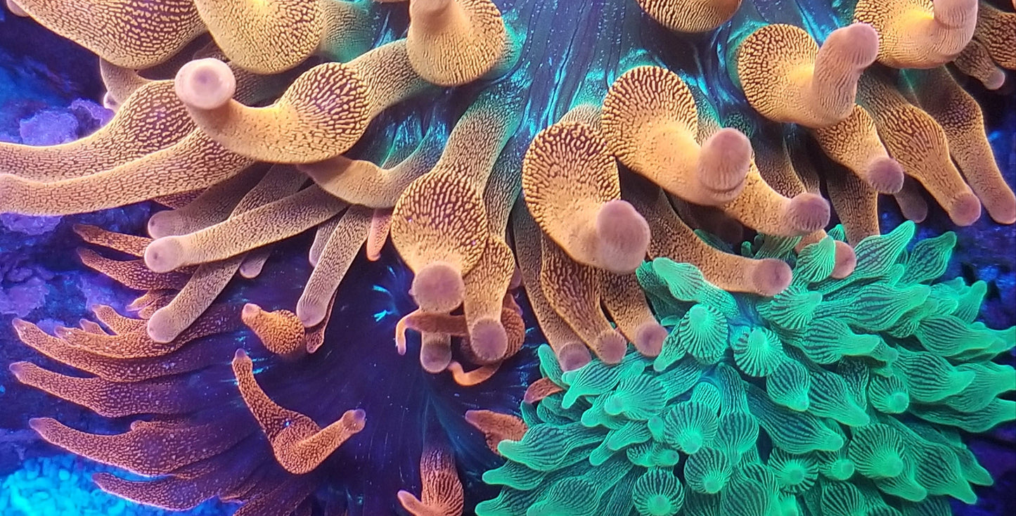 NEW IN 2022! Coral's Coral Lens XL 52mm for Cell Phones & DSLR Cameras - SHIPS FREE! Works with iPhone 13 Pro Max & Samsung Galaxy S22 Ultra - Coral's Coral Lens