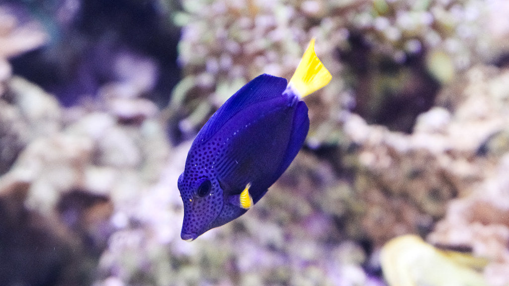 Purple Tang