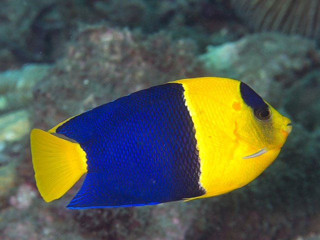 Bicolor Angel
