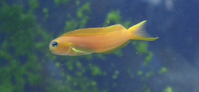 Midas Blenny :: South Asia