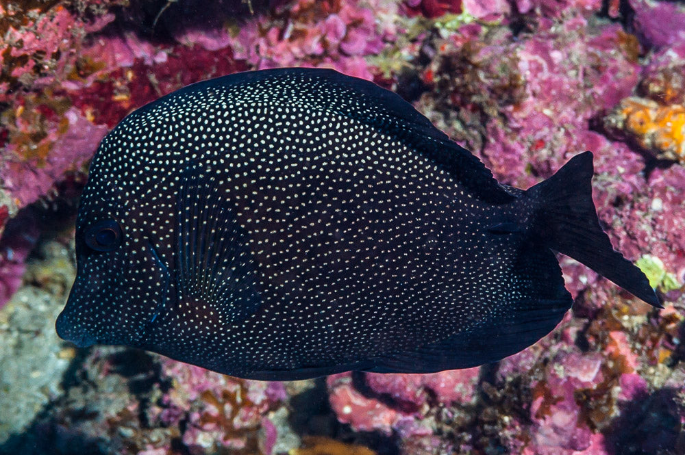 Gem Tang