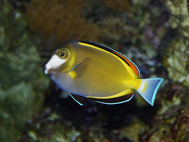 Powder Brown Tang