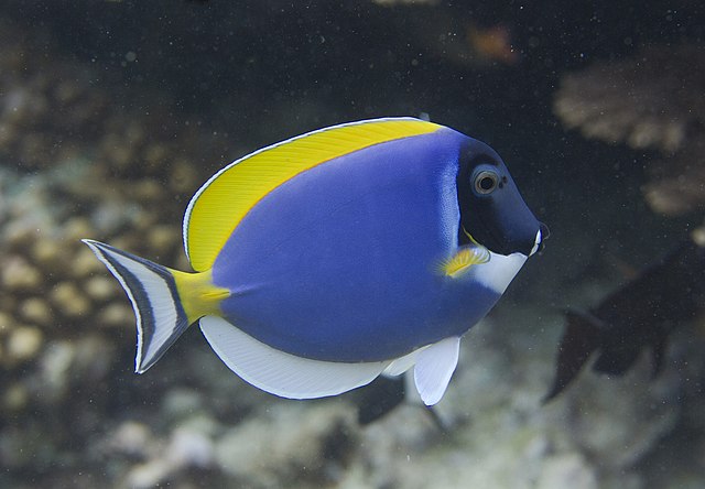 Powder Blue Tang :: Eastern Asia