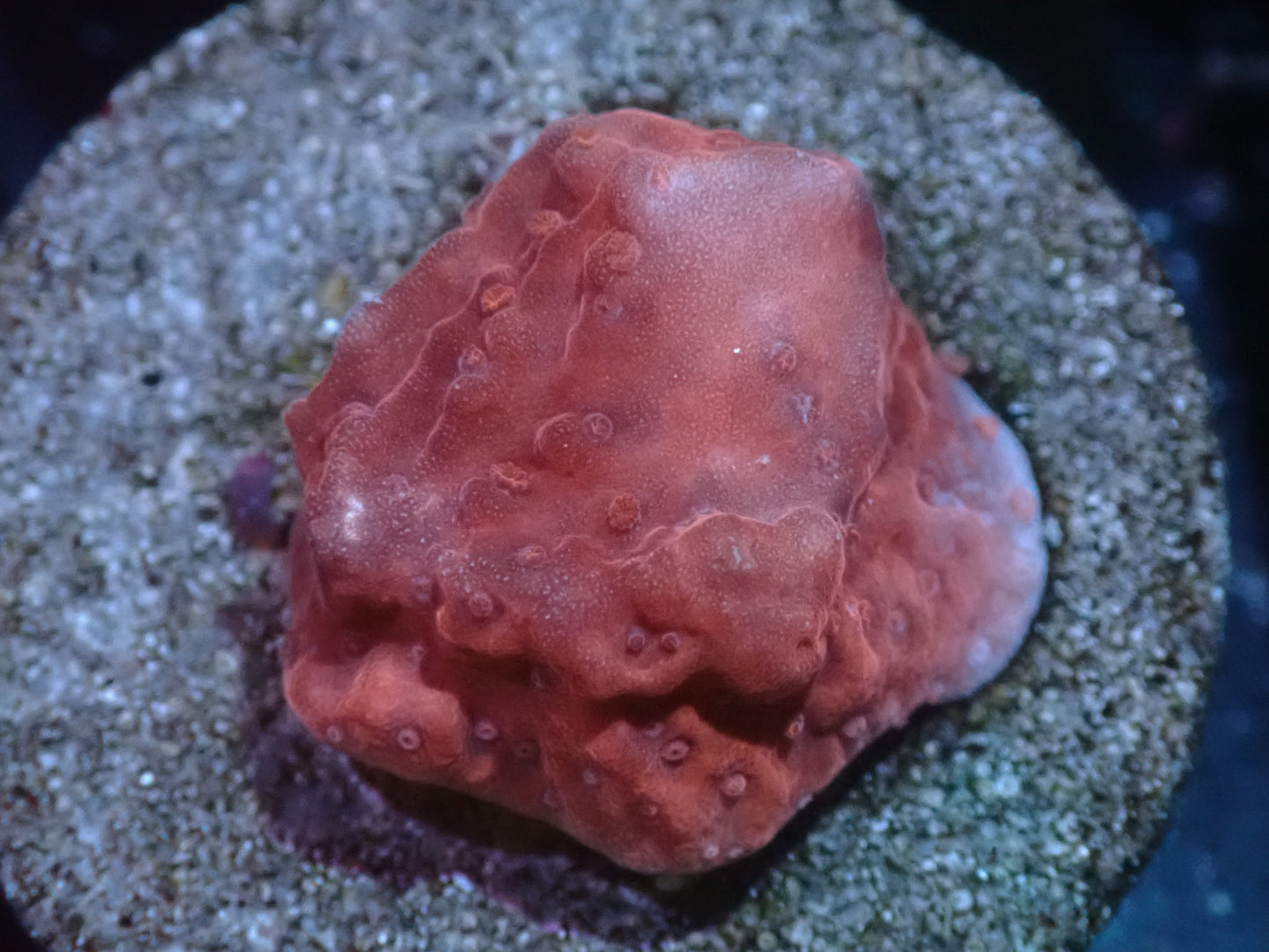 Red Monti Auctions 2/9 ended