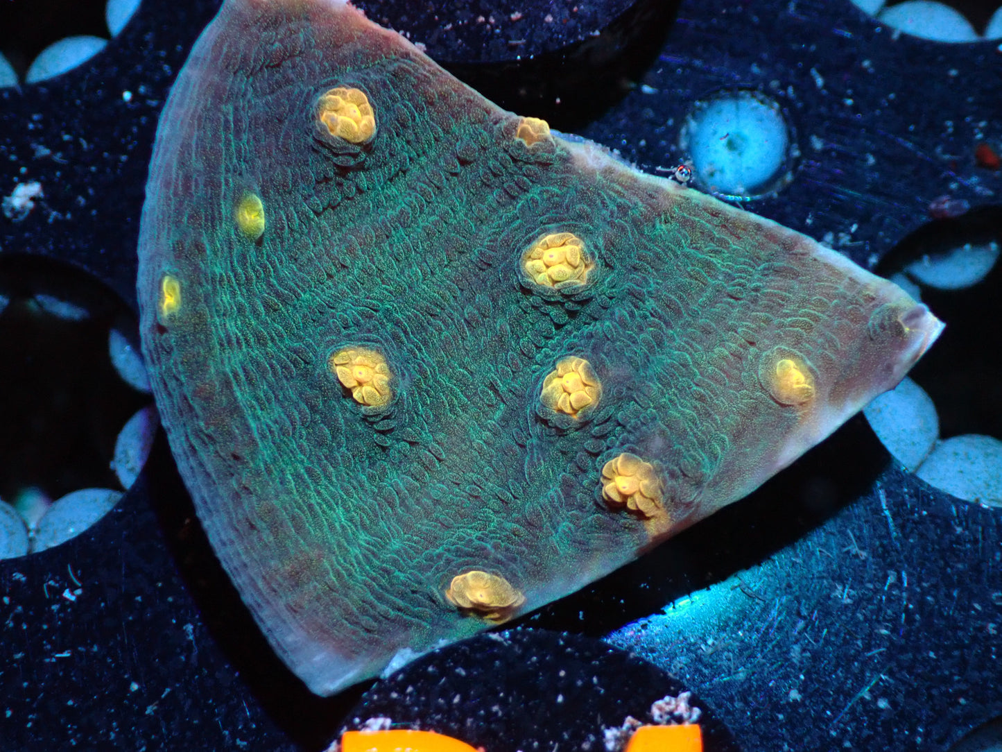 Raja Rampage Chalice Auctions 2/26 ended