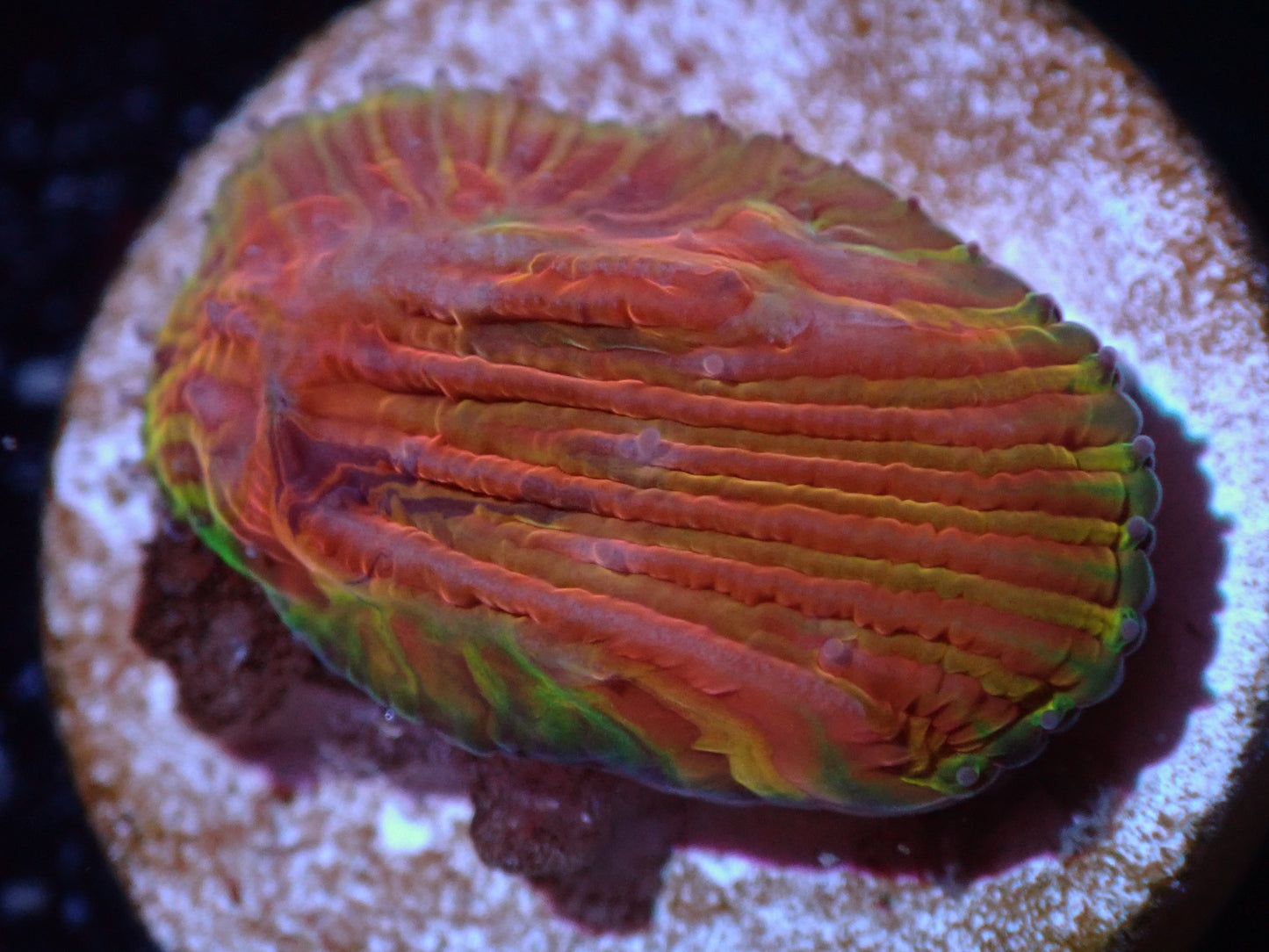 CC Rainbow Dreamsicle Diaseris Auction 7/14 Ended