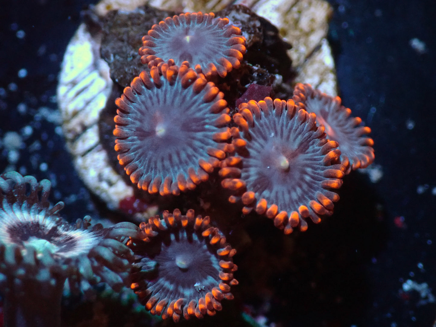 Lilo and Stitch Zoa Auction 7/14 Ended