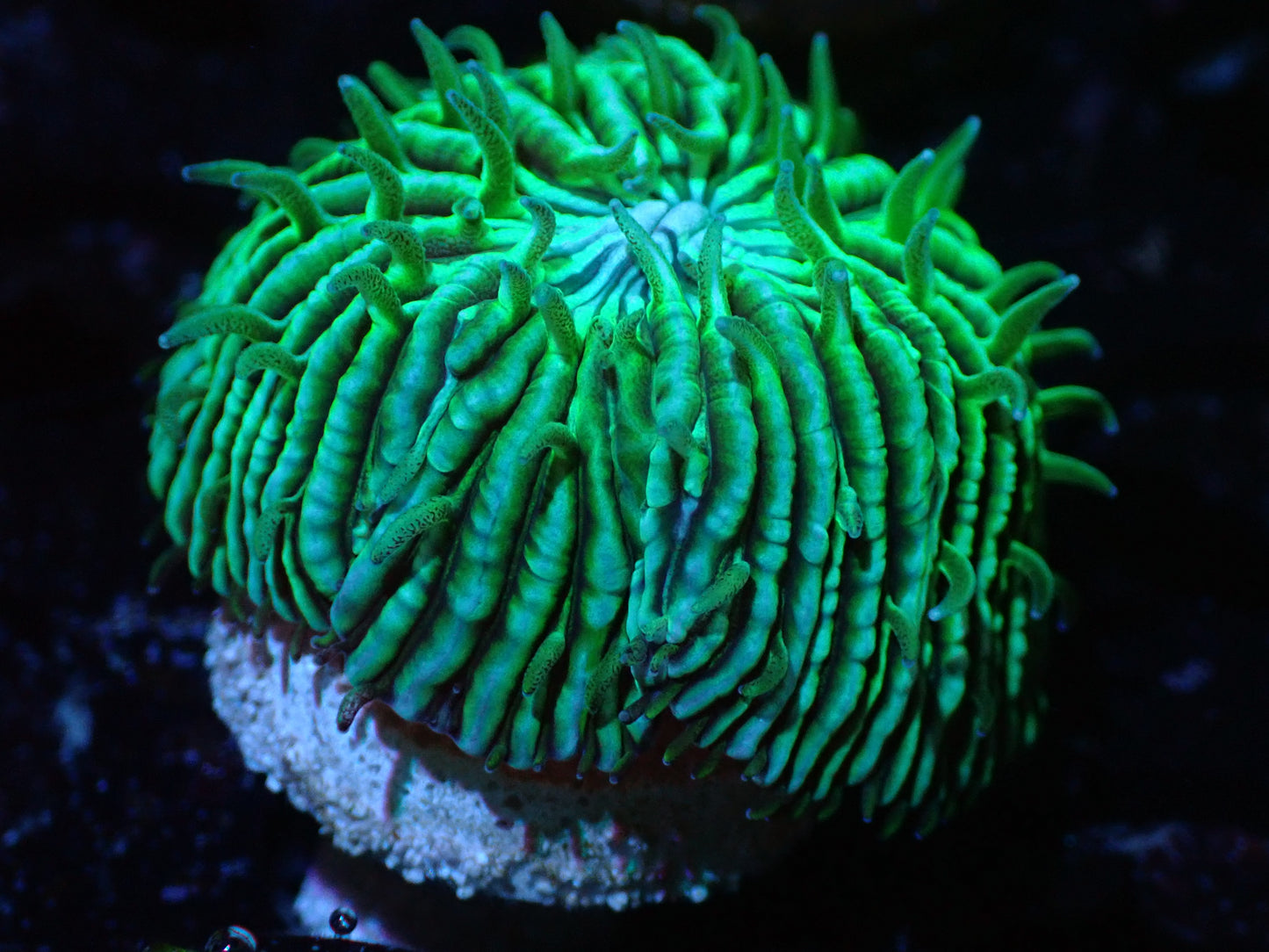 Aquacultured Fungia Auction 8/2 ended