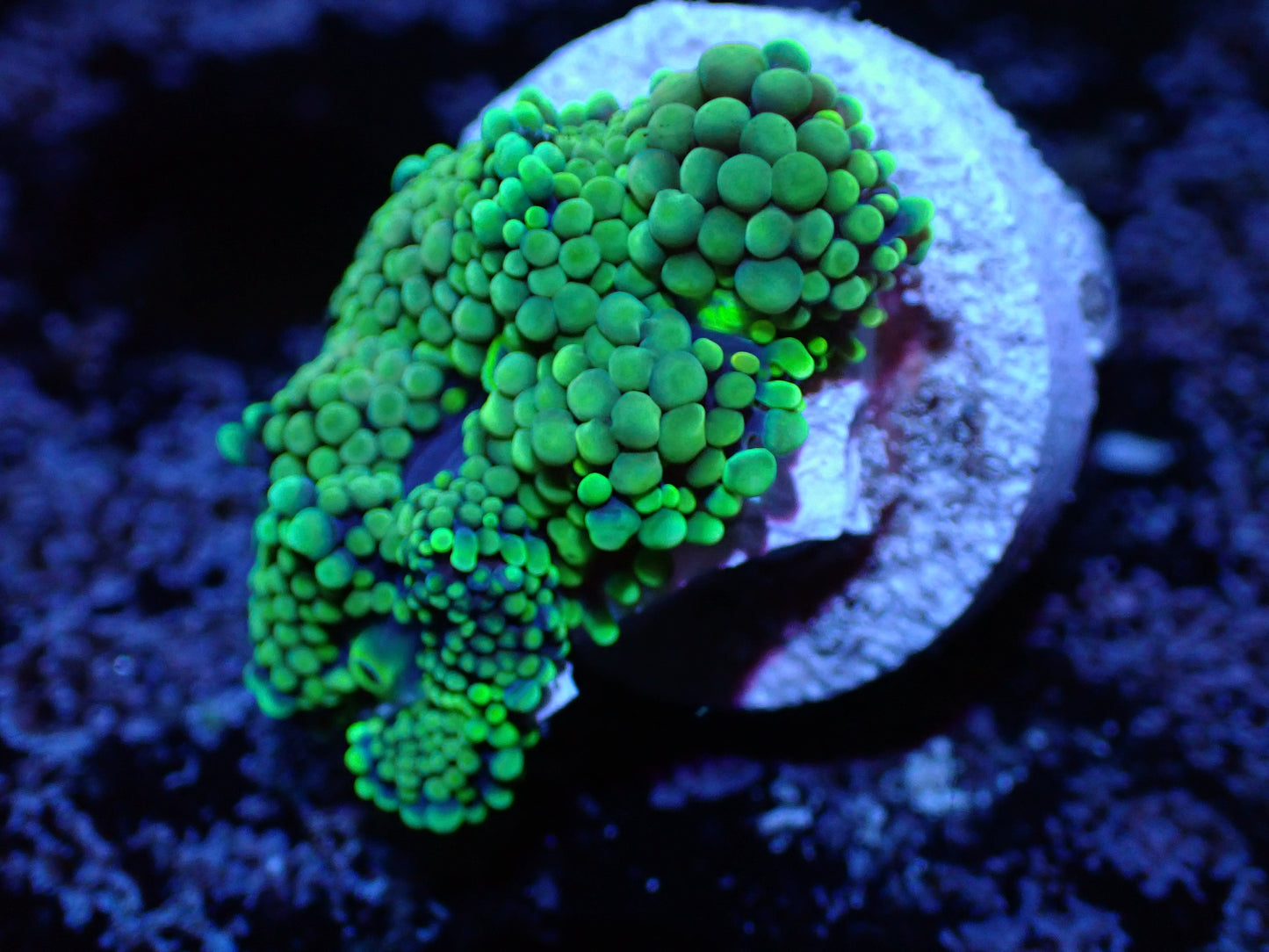 Flordia Ricordia Mushroom Auctions 8/16 ended