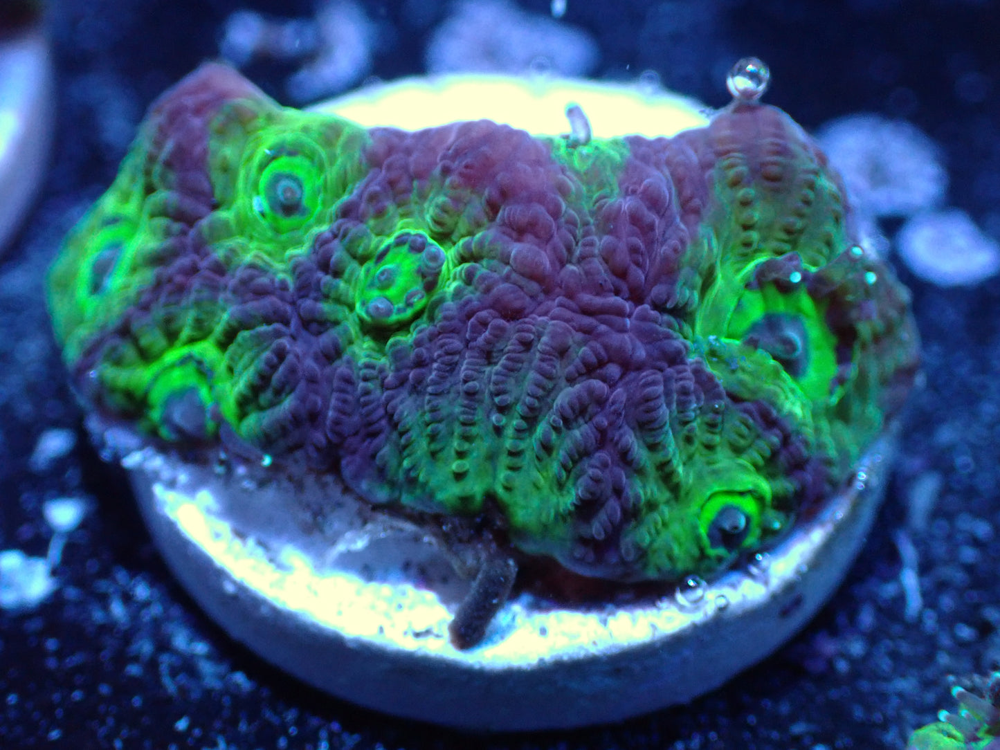 Flame Boy Favia Colored Down Auctions 8/21 ended