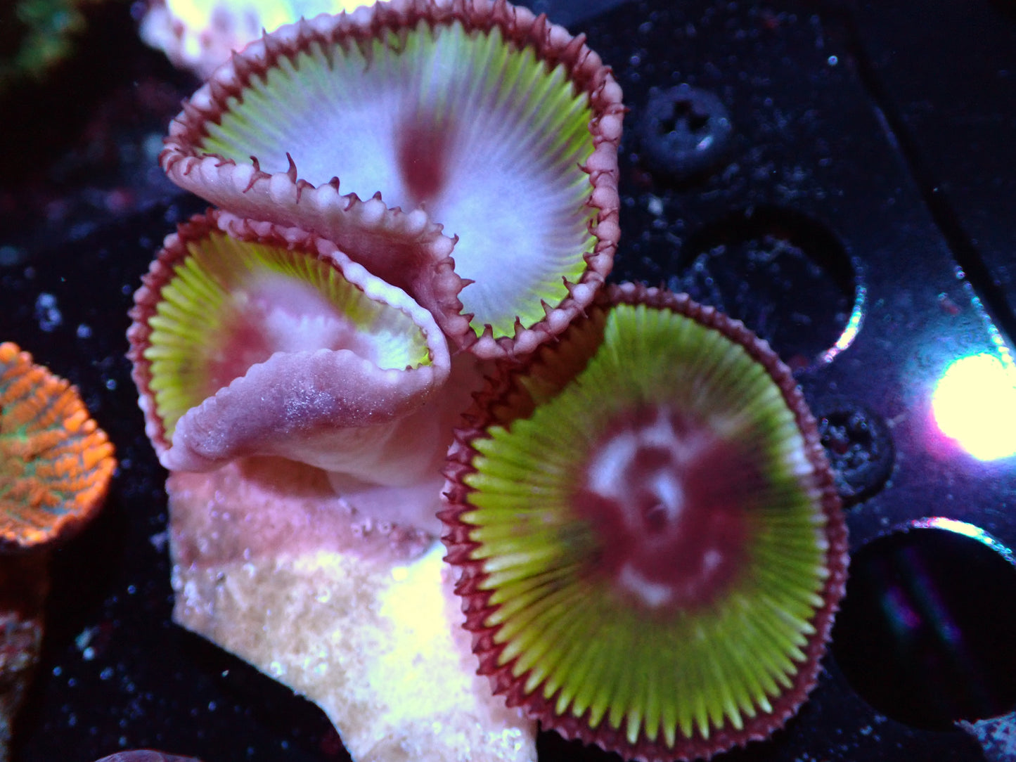 Palythoa Grandis Auctions 9/22 ended