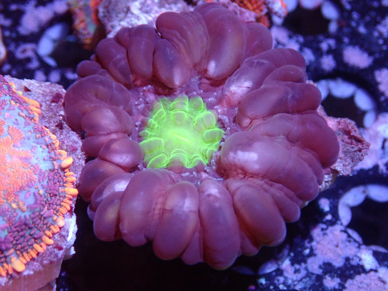 Purple with Green Center Cynarina - Coral's Coral