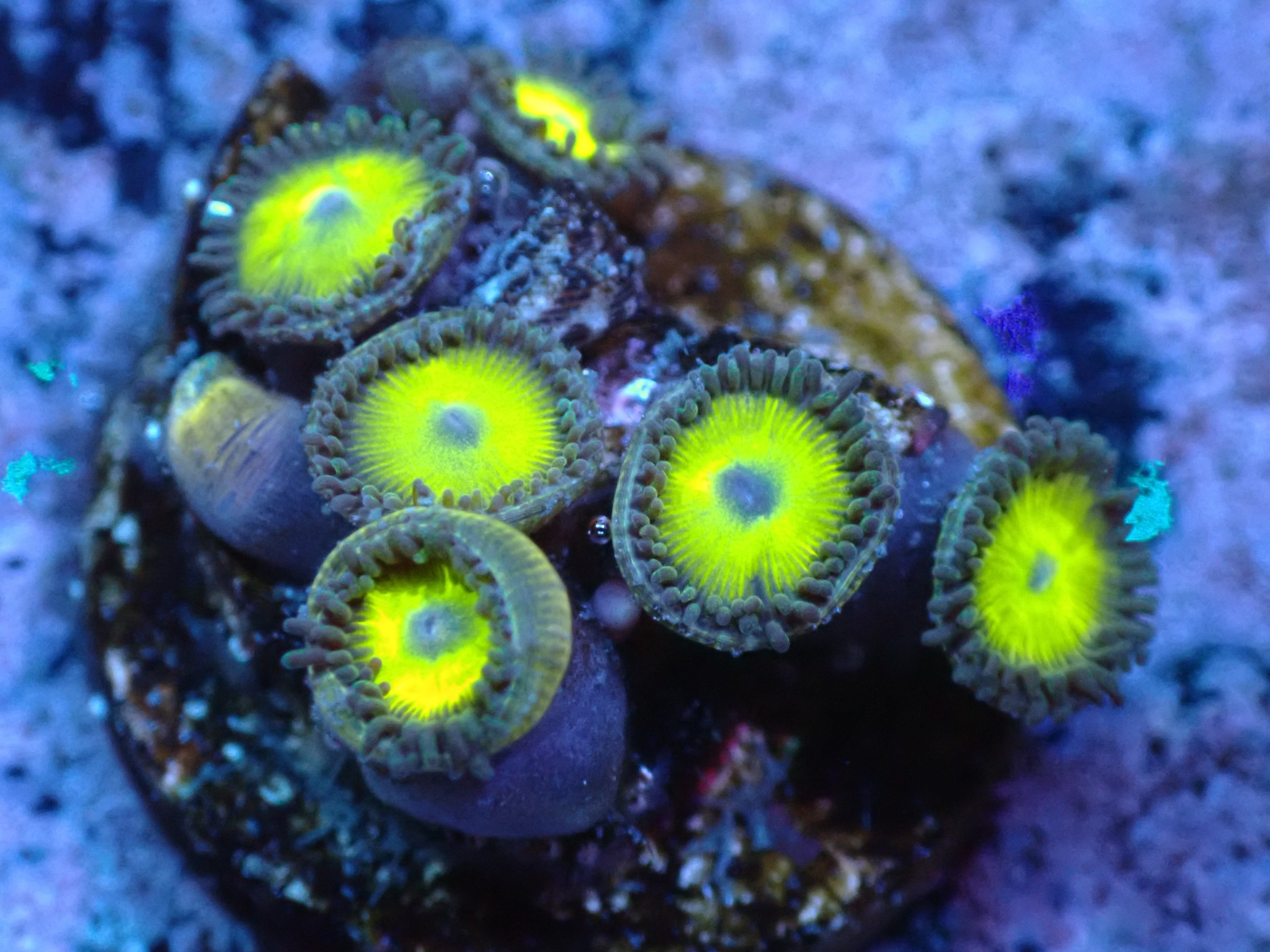 Yellow Submarine Zoas Auctions 12/4 Coral's Coral