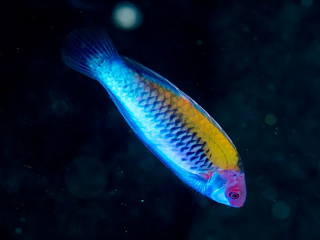 Orange Fairy Wrasse