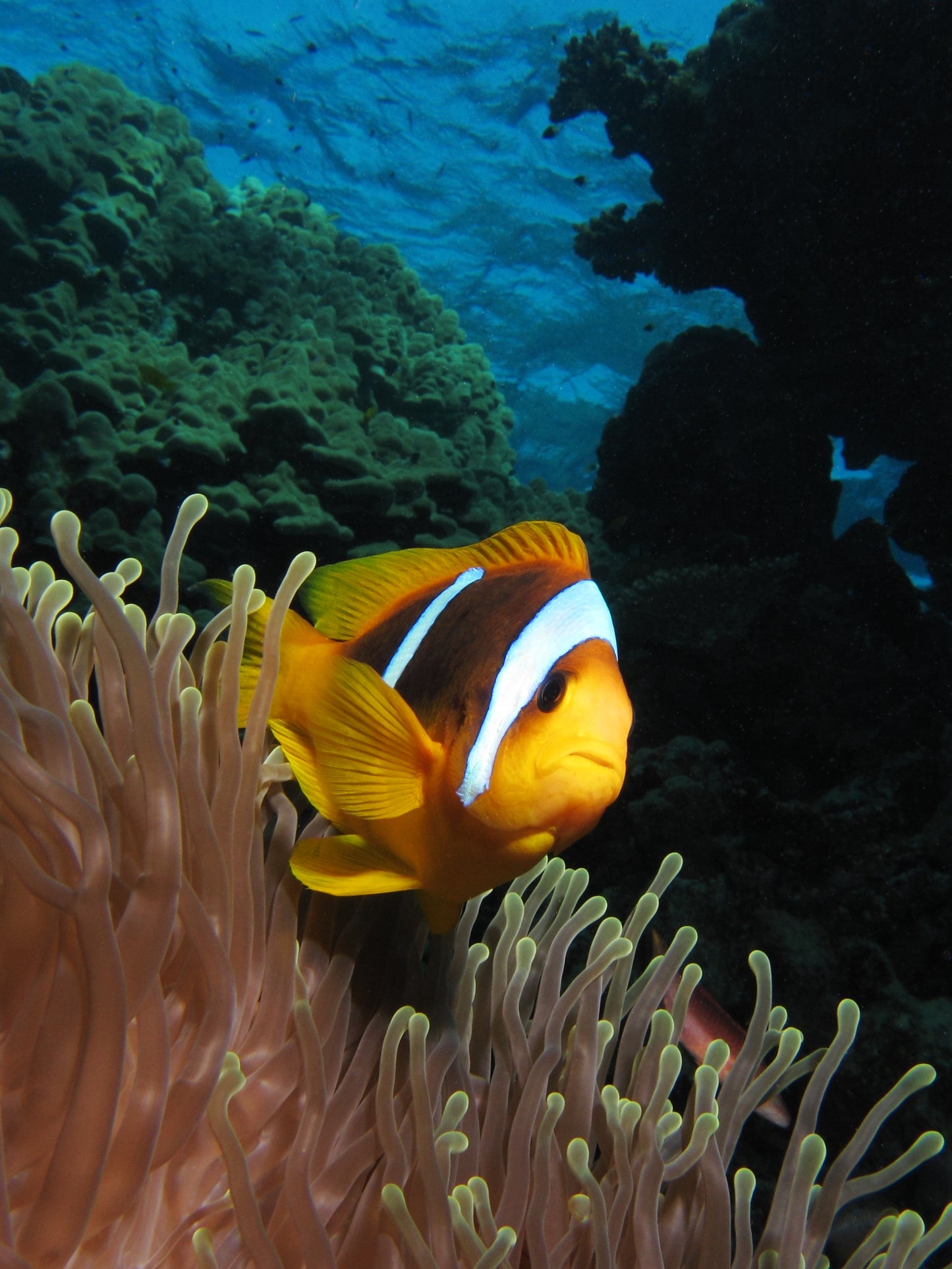 Spotcinctus Two Banded Clownfish Aquacultured