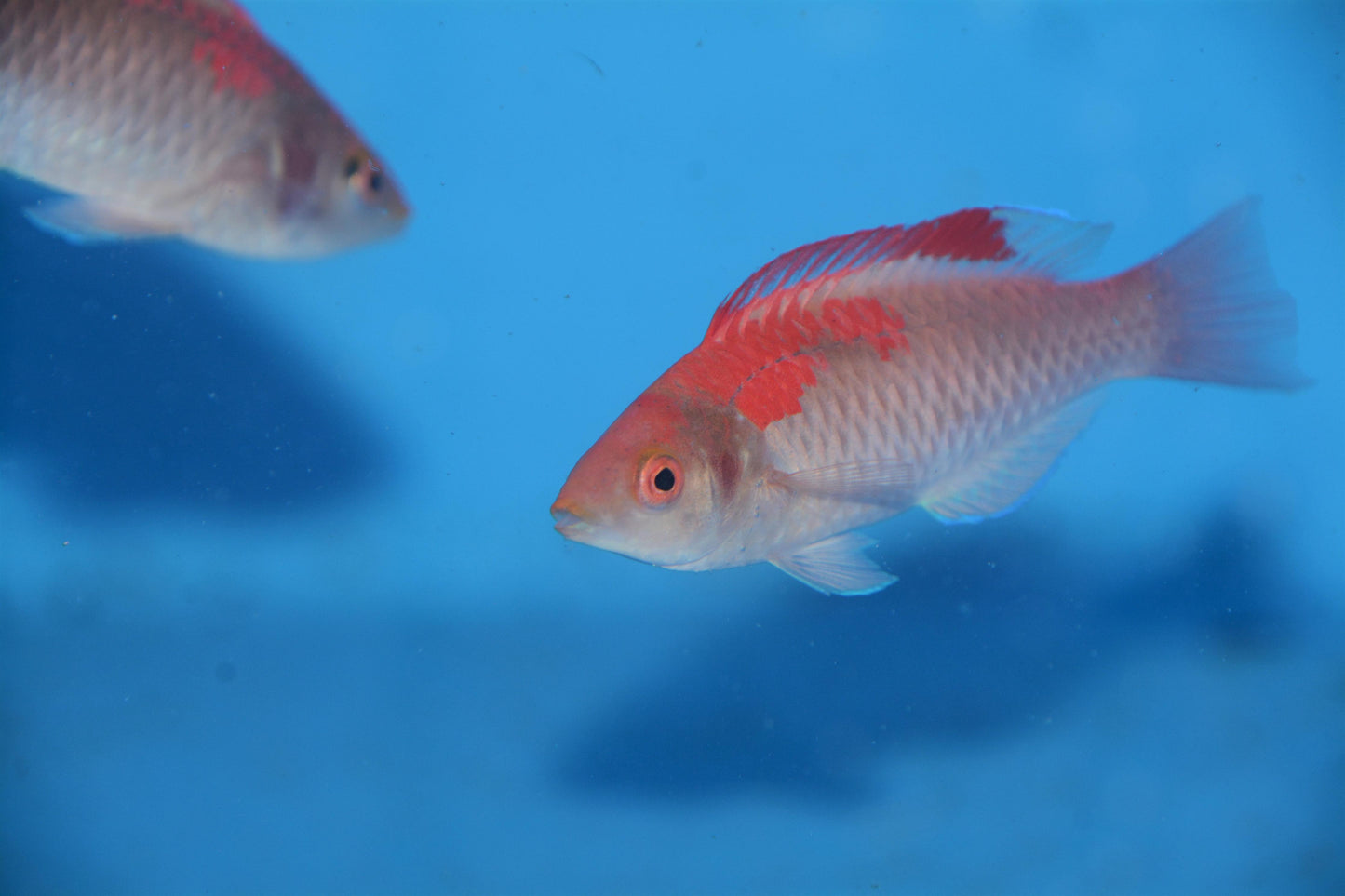 Adornatus Fairy Male Wrasse