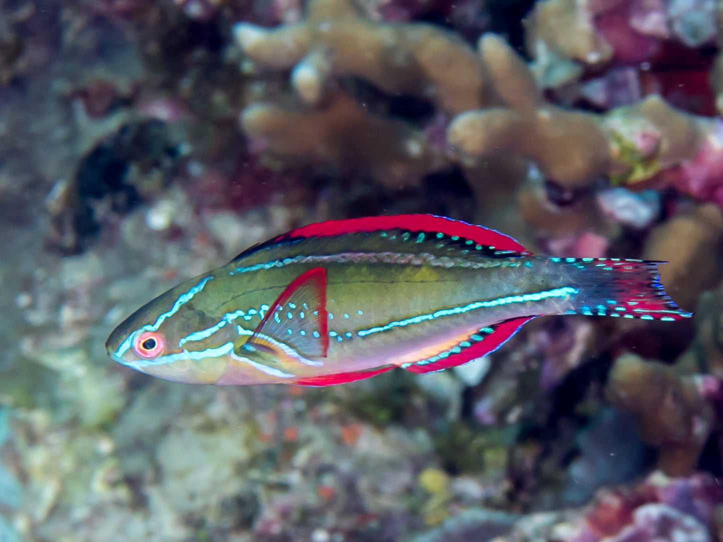 Exquisite Male Wrasse MAC Certified