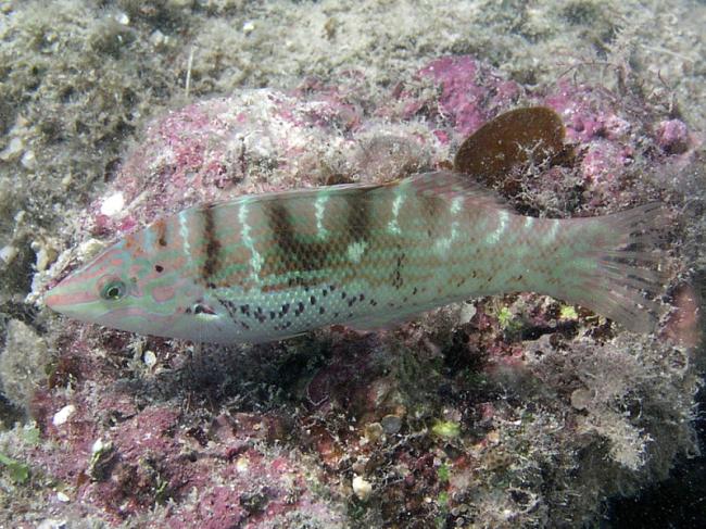 Batu Coris Wrasse