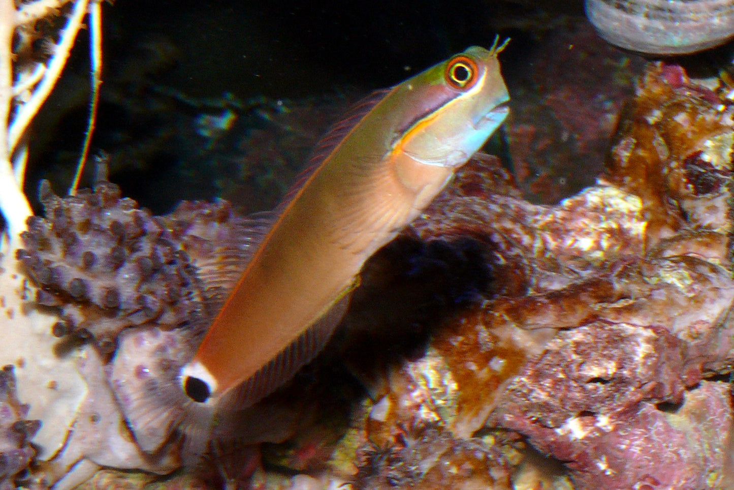 *Live 2/20/25 Tail-Spot Blenny
