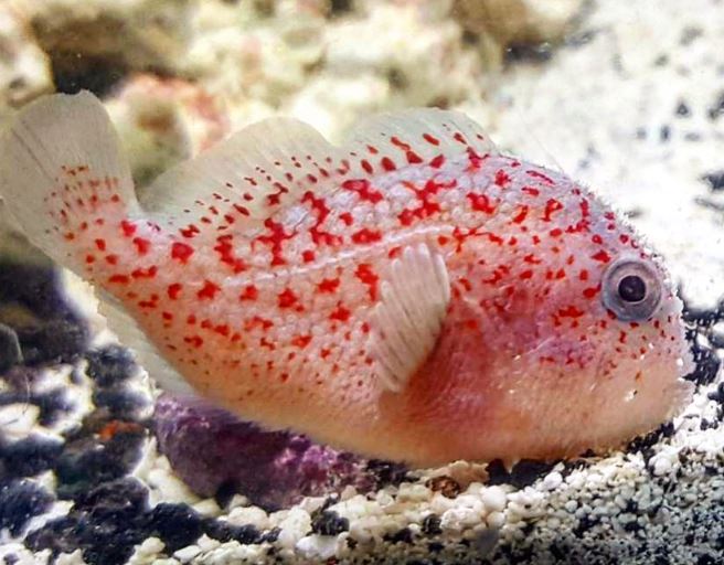 Gumdrop Spotted Croucher Goby